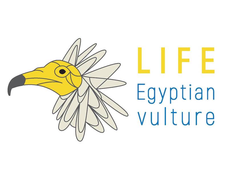 LIFE Egyptian vulture