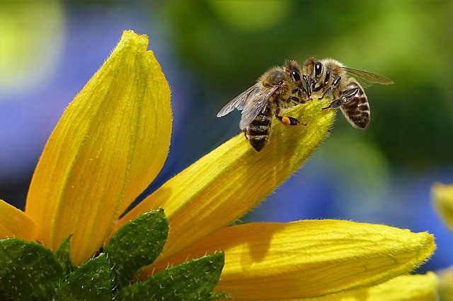 20 maggio: giornate delle api, preziose per  la biodiversità